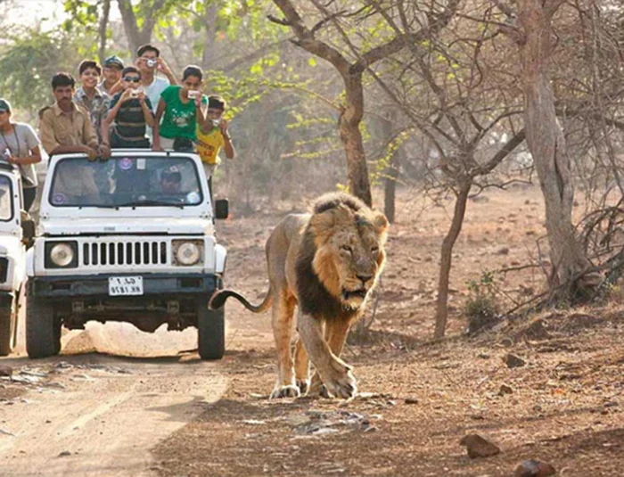 Gir National park