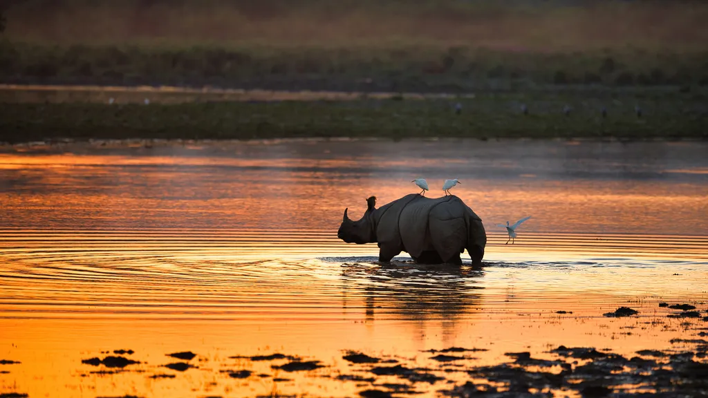 Kaziranga National Park