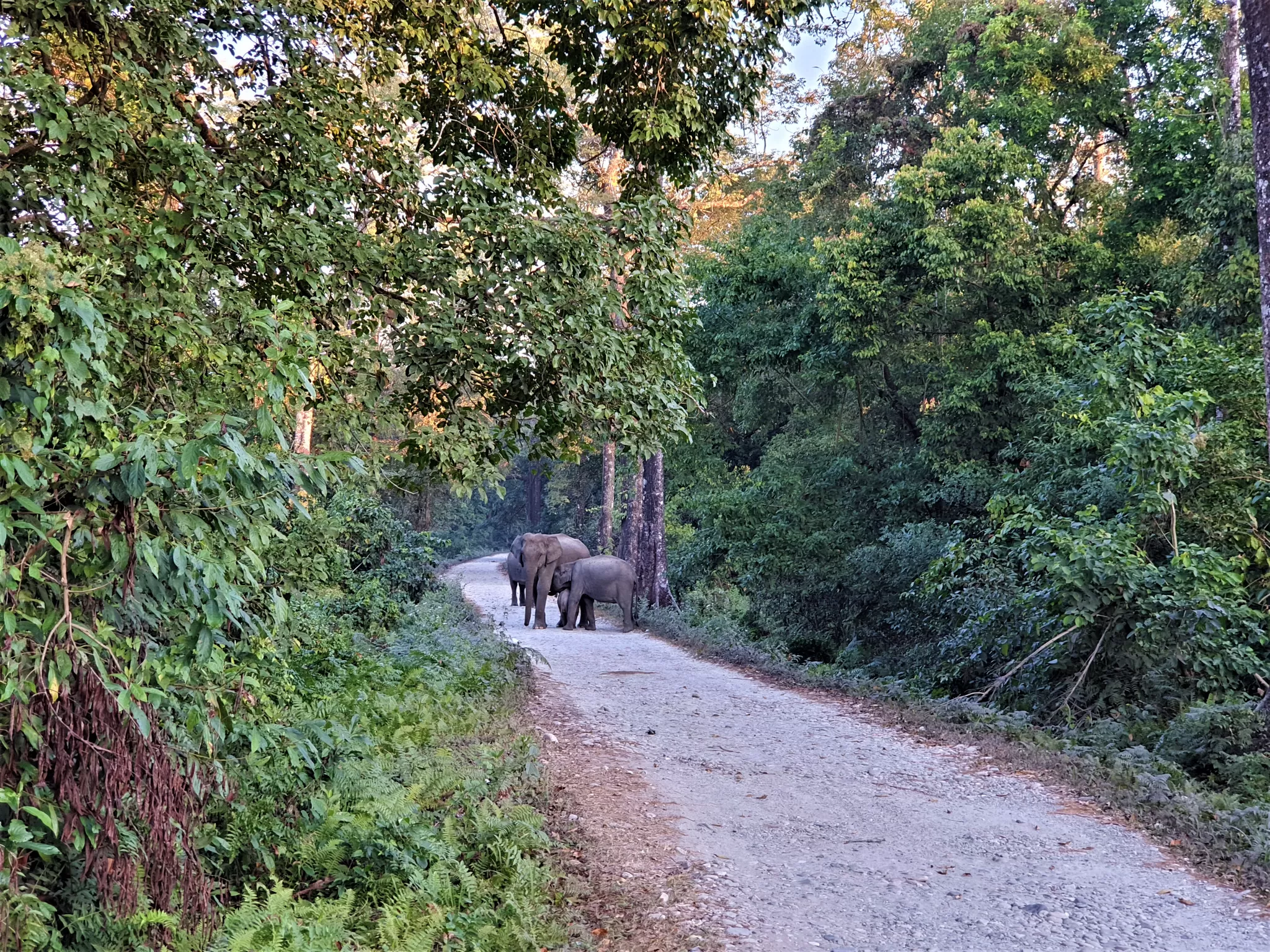 Manas National Park