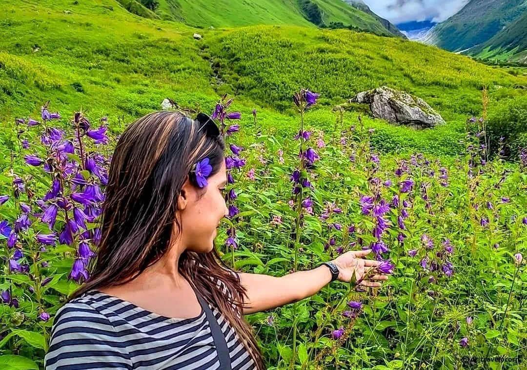 Uttarakhands Valley of Flowers