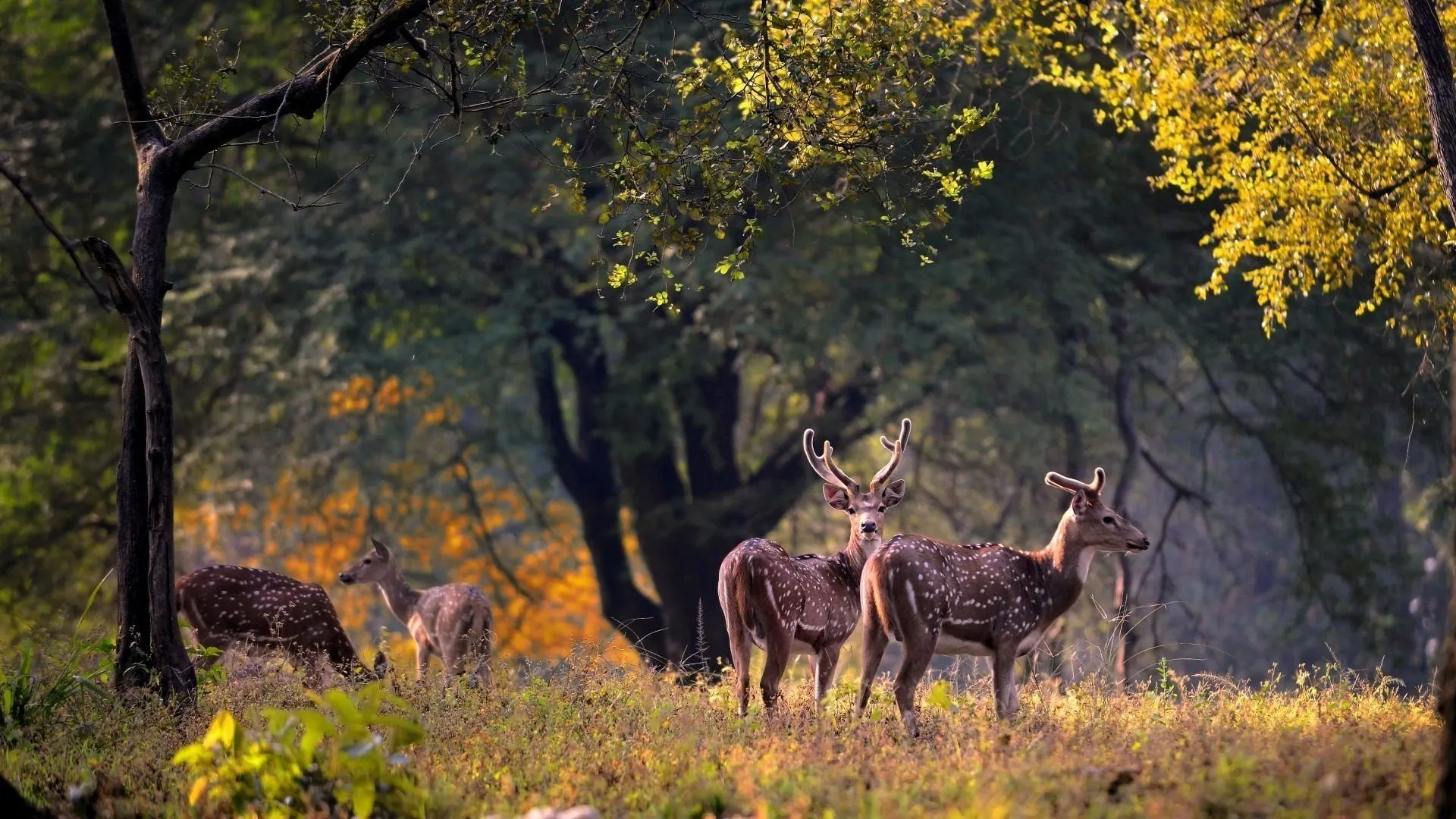 Visit to National Park of Kanha