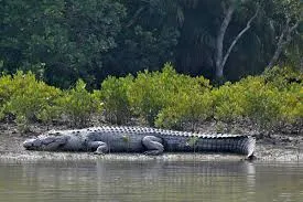 Wildlife Adventure in the Sundarbans